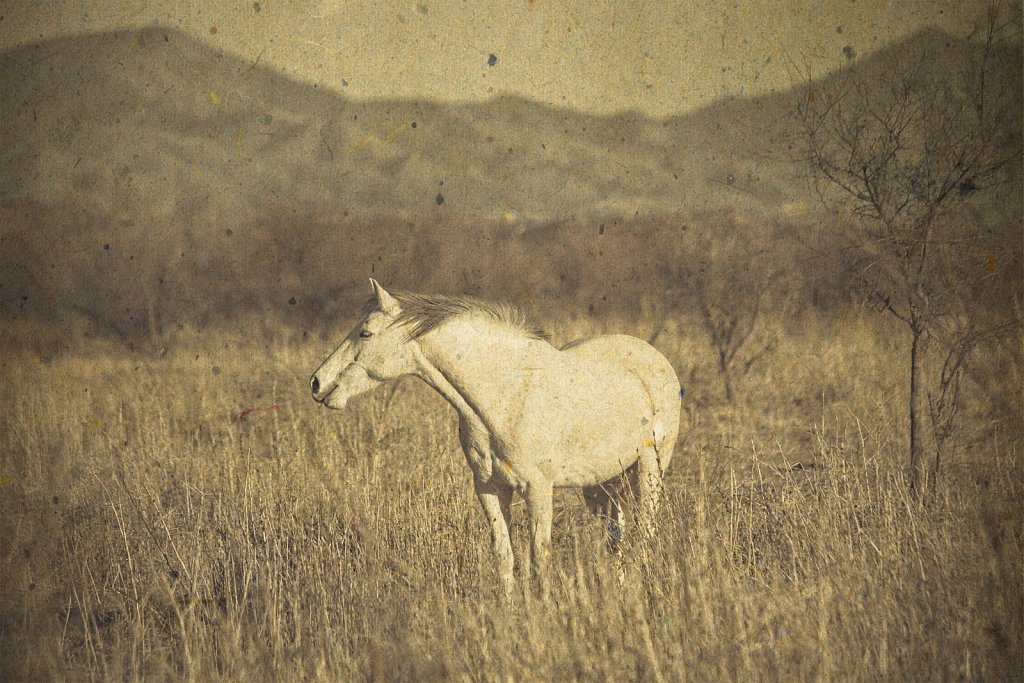 White Horse in Field